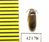 Tenebrionidae sp.  Namibia - INSECTS-STORE.RU