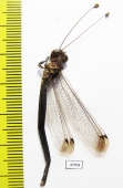 Ascalaphidae sp.  Sierra Leone - INSECTS-STORE.RU