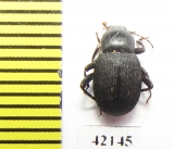 Tenebrionidae sp.  Namibia - INSECTS-STORE.RU