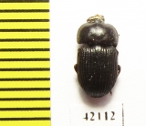 Tenebrionidae sp.  Namibia - INSECTS-STORE.RU