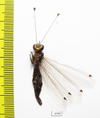 Ascalaphidae sp.  Sierra Leone - INSECTS-STORE.RU