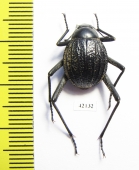 Onymacris sp.  South Africa Rep. - INSECTS-STORE.RU