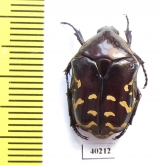 Protaetia celebica  Indonesia, Sulawesi - INSECTS-STORE.RU