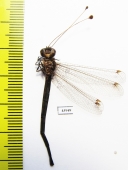 Ascalaphidae sp.  Sierra Leone - INSECTS-STORE.RU