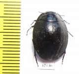 Tenebrionidae sp.  South Africa Rep. - INSECTS-STORE.RU