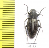 Tenebrionidae sp.  South Africa Rep. - INSECTS-STORE.RU