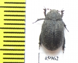 Trox cotodognanensis  Spain - INSECTS-STORE.RU