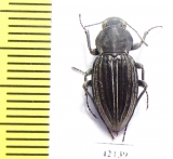 Tenebrionidae sp.  South Africa Rep. - INSECTS-STORE.RU