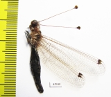 Ascalaphidae sp.  Sierra Leone - INSECTS-STORE.RU