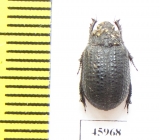 Trox cotodognanensis  Spain - INSECTS-STORE.RU