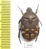 Protaetia celebica  Indonesia, Sulawesi - INSECTS-STORE.RU