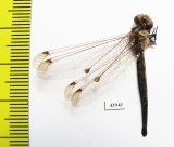 Ascalaphidae sp.  Sierra Leone - INSECTS-STORE.RU