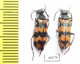 Mylabris coerulescens  Kazakhstan - INSECTS-STORE.RU