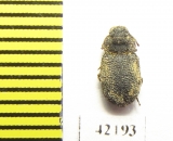 Tenebrionidae sp.  South Africa Rep. - INSECTS-STORE.RU