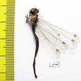 Ascalaphidae sp.  Sierra Leone - INSECTS-STORE.RU