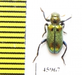 Cleridae sp.  Australia - INSECTS-STORE.RU