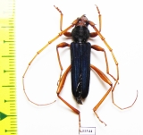 Cerambycidae sp.  Tanzania - INSECTS-STORE.RU