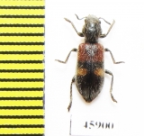 Tillus transversalis  Spain - INSECTS-STORE.RU