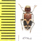 Cleridae sp.  Mexico - INSECTS-STORE.RU