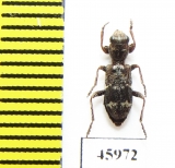 Cleridae sp.  Mexico - INSECTS-STORE.RU