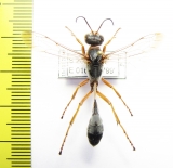 Hymenoptera sp.  Namibia - INSECTS-STORE.RU