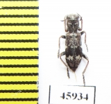 Cleridae sp.  Mexico - INSECTS-STORE.RU