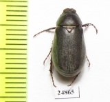 Aplidia sp.  Greece - INSECTS-STORE.RU