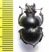Lethrus tekkensis, male  Turkmenistan - INSECTS-STORE.RU