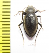 Tenebrionidae sp.  South Africa Rep. - INSECTS-STORE.RU