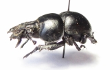 Lethrus substriatus, male  Turkmenistan - INSECTS-STORE.RU