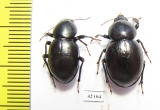 Tenebrionidae sp., pair  South Africa Rep. - INSECTS-STORE.RU