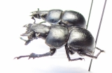 Lethrus crassus, pair  Uzbekistan - INSECTS-STORE.RU