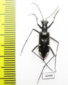 Oxygonia sp., male  Ecuador - INSECTS-STORE.RU