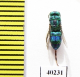 Chrysididae sp.  Thailand - INSECTS-STORE.RU