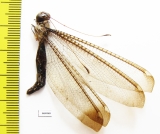 Ascalaphidae sp.  Ecuador - INSECTS-STORE.RU