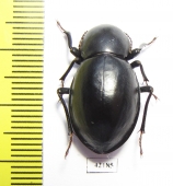 Tenebrionidae sp.  South Africa Rep. - INSECTS-STORE.RU