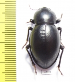 Tenebrionidae sp.  South Africa Rep. - INSECTS-STORE.RU