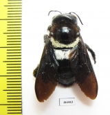 Hymenoptera, Xylocopa sp.  Zimbabwe - INSECTS-STORE.RU