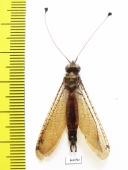 Ascalaphidae sp.  South Africa Rep. - INSECTS-STORE.RU