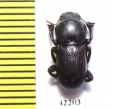 Tenebrionidae sp.  South Africa Rep. - INSECTS-STORE.RU