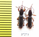 Brentidae sp.  South Africa Rep. - INSECTS-STORE.RU