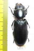 Trogossitidae sp.  Ecuador  47mm - INSECTS-STORE.RU