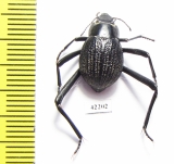 Onymacris sp.  Namibia - INSECTS-STORE.RU