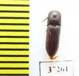 Eucnemidae sp.  South Africa Rep. - INSECTS-STORE.RU