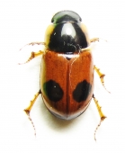 Aphodiinae - INSECTS-STORE.RU