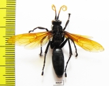 Hymenoptera sp.  Ecuador - INSECTS-STORE.RU