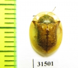 Chrysomelidae sp.  Tanzania - INSECTS-STORE.RU