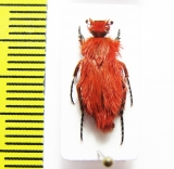 Pygopleurus koniae  Turkey, Tunceli prov. - INSECTS-STORE.RU