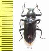 Tenebrionidae sp.  South Africa Rep. - INSECTS-STORE.RU