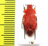 Pygopleurus koniae  Turkey, Tunceli prov. - INSECTS-STORE.RU